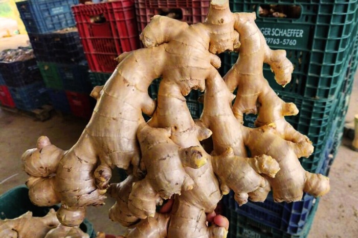 Exportação de gengibre mais que dobra em janeiro de 2024