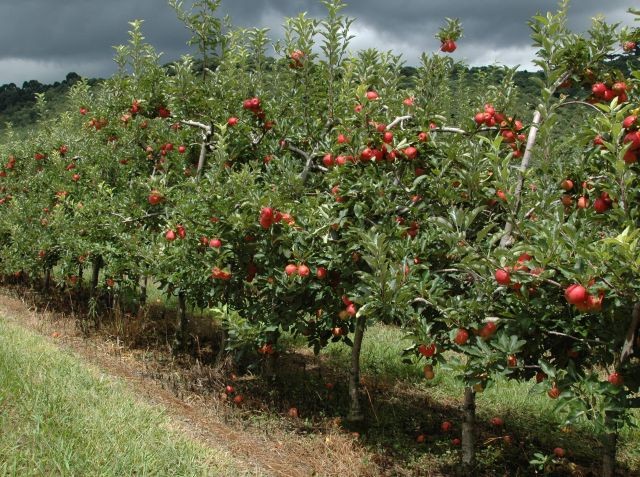 Foto: Reprodução/Secom SC