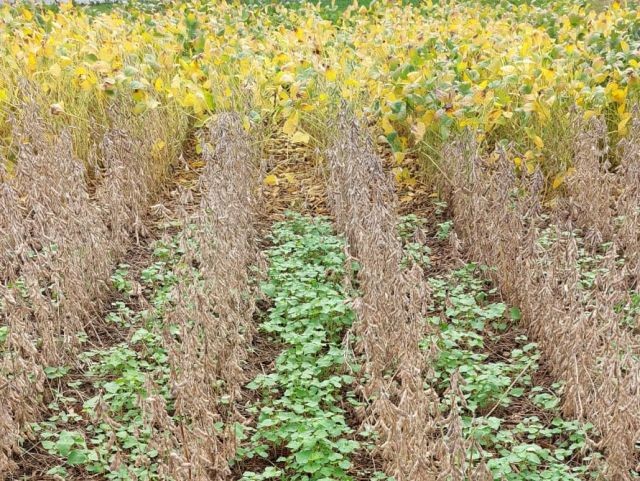 Foto: Reprodução/Secom SC