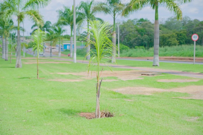 Prefeitura de Lucas do Rio Verde faz substituição de palmeiras em toda a cidade