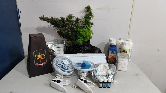 Força Tática encontra plantação de maconha em Vila Velha