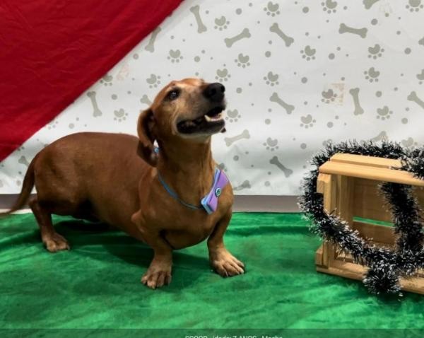 Foto: Reprodução/Prefeitura de Sorriso - MT