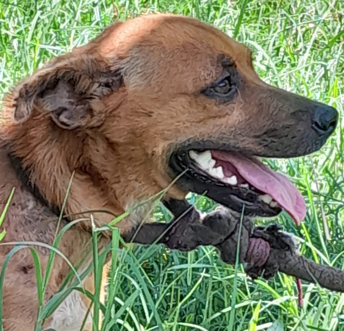 Polícia Civil resgata cão em situação de maus-tratos, em Corumbá