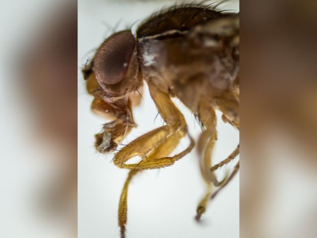Pesquisadores da Epagri identificam nova praga de frutíferas em Santa Catarina