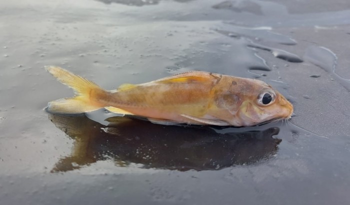 Pesquisadores da Uema descobrem novas espécies de peixes de água doce