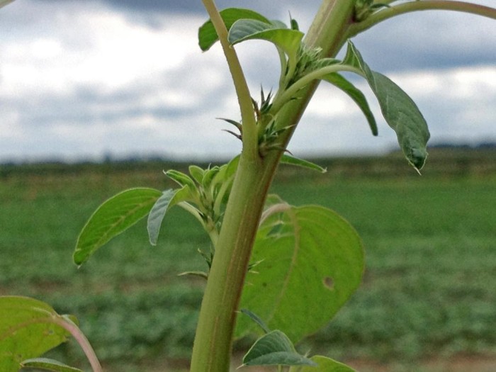Cidasc inicia procedimento de levantamento de detecção da praga Amaranthus palmeri no território catarinense