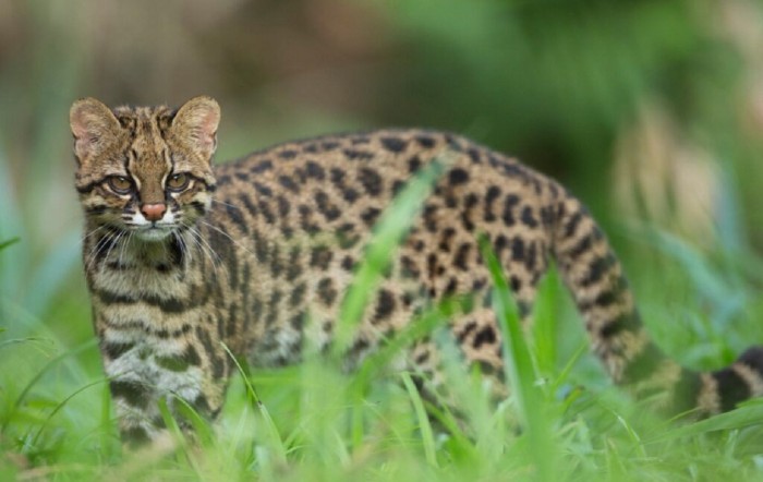 Pesquisa da Uema sobre gatos-do-mato é destaque em revista científica nacional