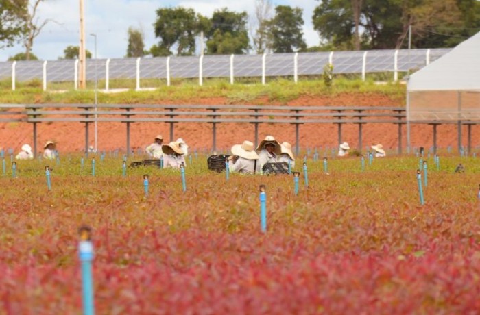 Foto: Reprodução/Secom Mato Grosso do Sul