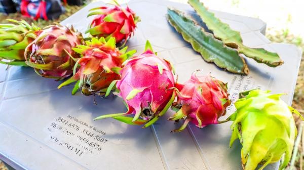 Foto: Reprodução/Prefeitura de Sorriso - MT