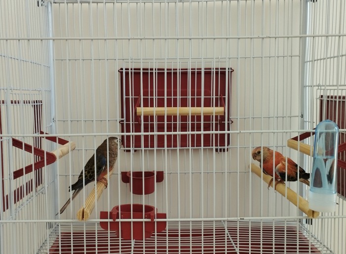 ‘Guardião de Fauna’: saiba como cuidar de um animal silvestre em casa de forma legalizada