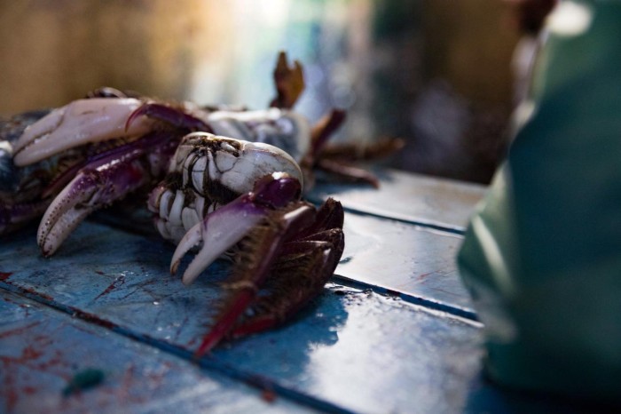 Crédito: Pedro Guerreiro / Ag. Pará