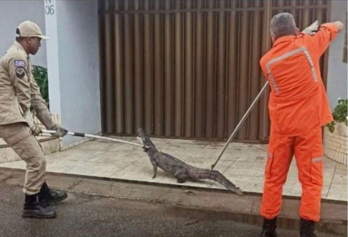 Bombeiros capturam mais de mil animais silvestres no Maranhão