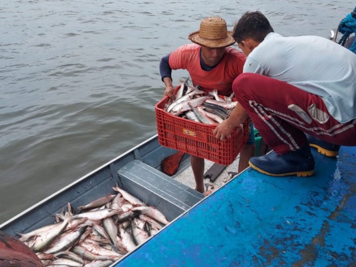 Governo do Amazonas apoia retomada da pesca do mapará em Careiro da Várzea com previsão de gerar mais de R$ 1 milhão em recursos