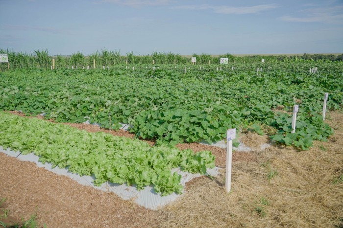 Campo 360 da Agricultura Familiar apresenta inovações para pequenos produtores