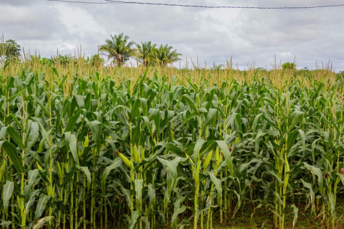 Acre apresenta variação positiva na estimativa da colheita de cereais, leguminosas e oleaginosas