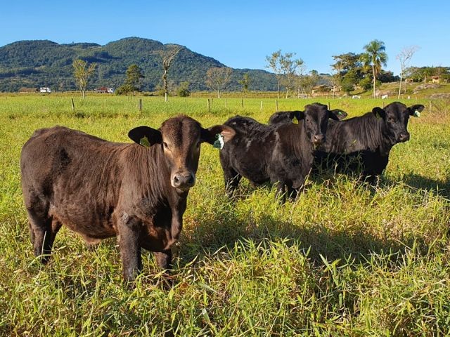 Evento da Epagri neste sábado incentiva pecuária de corte na Grande Florianópolis