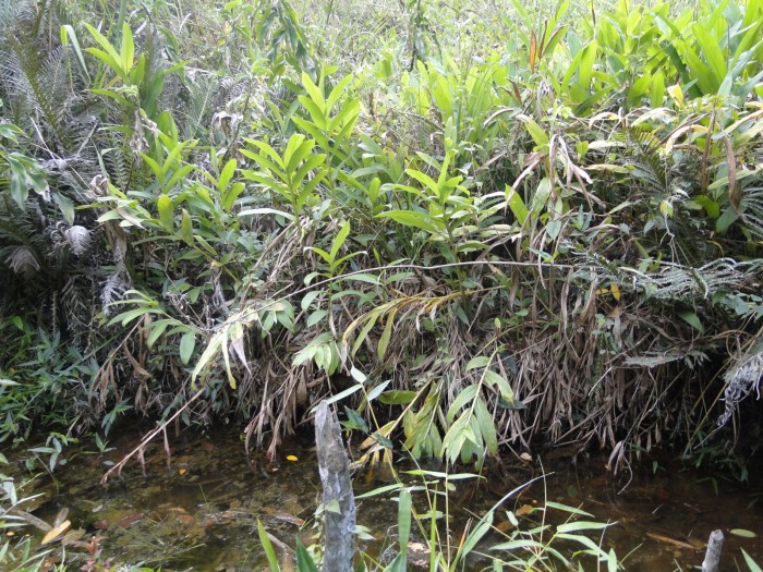 Dia Mundial da Água: reflorestamento é fundamental para a recuperação de nascentes e mananciais