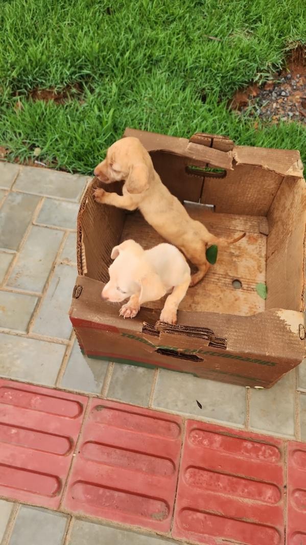 Foto: Reprodução/Prefeitura de Sorriso - MT