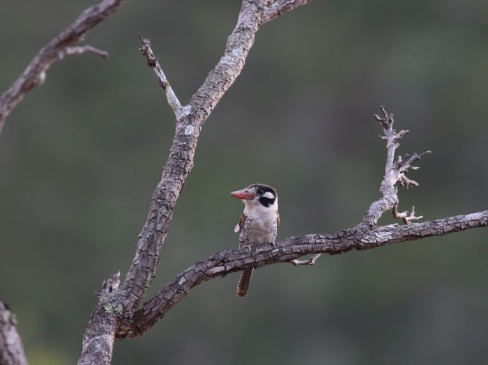 Expedição da Sema monitora avifauna no Parque Estadual do Mirador