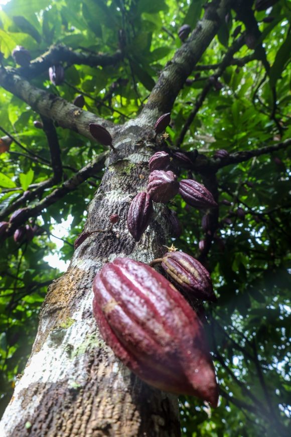 Crédito: Pedro Guerreiro / Ag. Pará