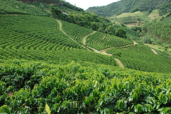 Ações para ampliar sustentabilidade na cafeicultura capixaba devem alcançar oito mil propriedades até 2026