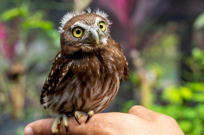 Crédito: Beatriz Santos/Ascom OS Pará 2000