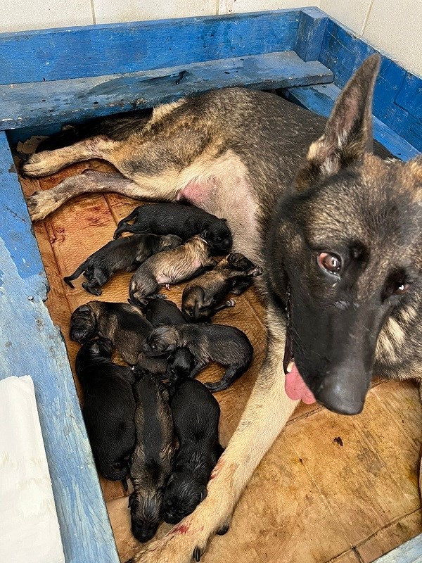 Foto: Reprodução/Polícia Militar - ES