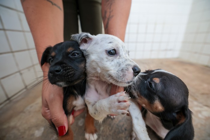 Praia Grande possui diversos animais para adoção
