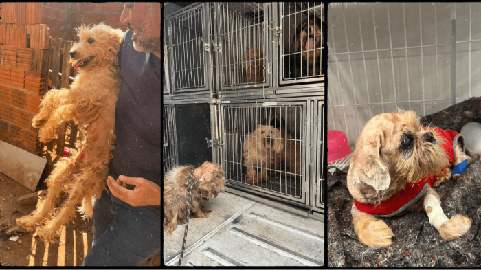 Secretaria do Bem-estar Animal resgata 13 cães