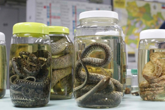 Saúde alerta para prevenção de acidentes por animais peçonhentos