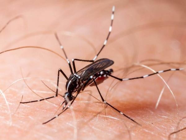 Dengue: vereadora defende mutirão permanente e campanhas de conscientização