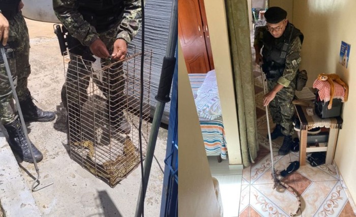 BPA apreende 8 jiboias e 2 jacarés em área residencial em apenas um dia em Teresina
