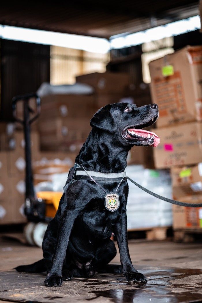 Polícia Civil aposenta cão farejador Narco e anuncia novo lar para o animal