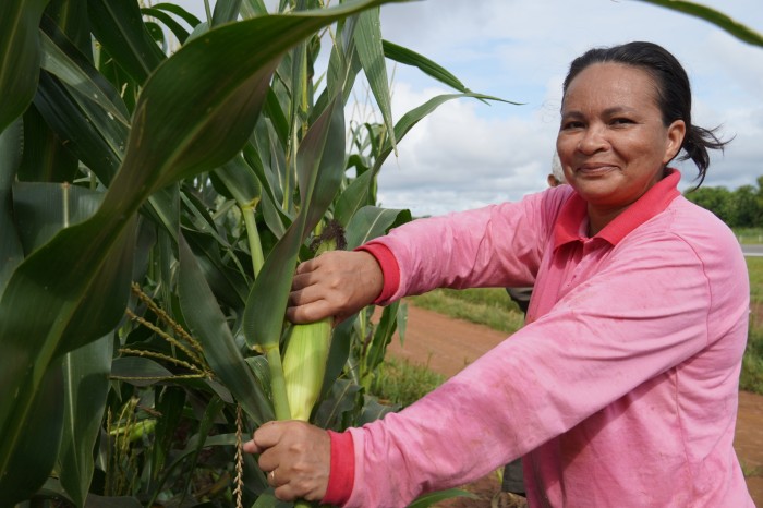 Festa do Milho: mais de 80 mil espigas serão utilizadas na produção de alimentos