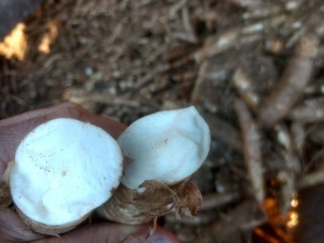 Farinhada em Sangão dá início à safra da mandioca em Santa Catarina nesta sexta-feira