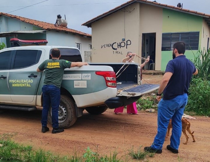 Abril Laranja: Semma e grupos de proteção animal atuam contra maus-tratos de animais