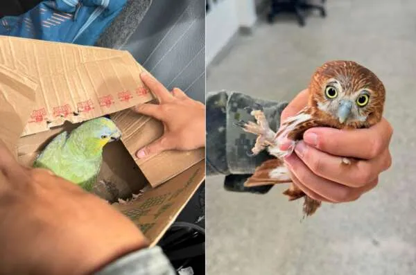 Polícia Militar do Ceará resgata papagaio e filhote de coruja na Barra do Ceará