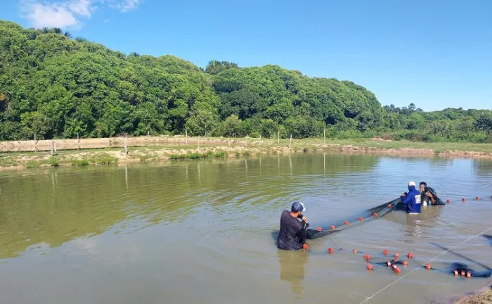 Adapec intensifica vigilâncias ativas em pisciculturas produtoras de formas jovens de peixes