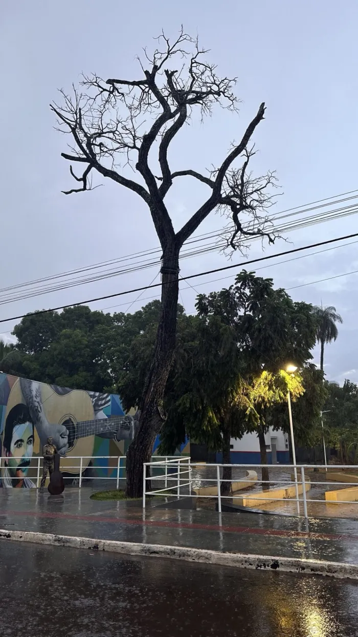 Audiência Pública decidirá o futuro do Pé de Cedro em Coxim