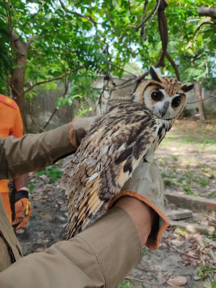 Bombeiros capturam mais de 1,7 mil animais silvestres em áreas urbanas do Maranhão