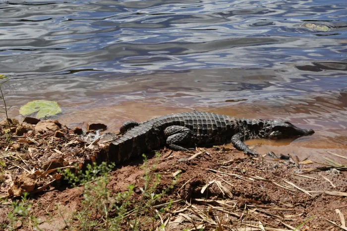 Jacaré resgatado na Pituba é devolvido à natureza, juntamente com outros 22 animais reabilitados pelo CETAS