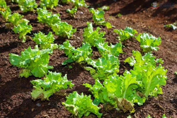 Sorriso: indicação parlamentar reitera pedido de poço artesiano em horta comunitária