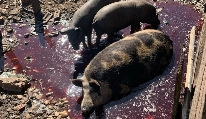 Operação Conjunta resulta na prisão de três suspeitos por comércio de carne clandestina em Paranaíba
