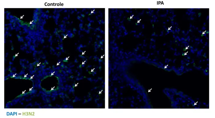Tratamento de influenza em camundongos sem IPA (esquerda) e com IPA (direita)