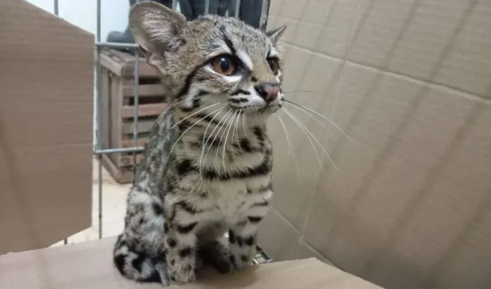 PMCE resgata filhote de gato-maracajá em estabelecimento comercial no município de Caririaçu