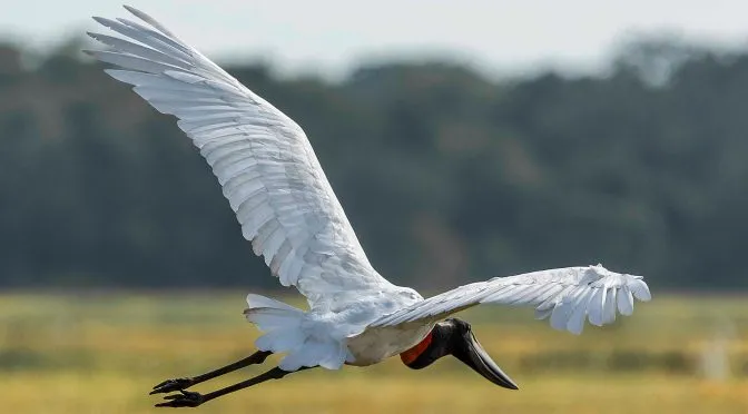 Avistar Brasil: MS participa do maior evento de observação de aves da América Latina