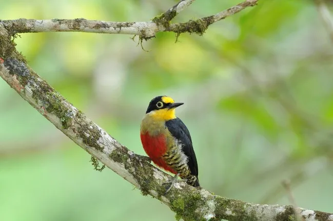 Ave endêmica da Mata Atlântica consta no guia de destinos para a observação de aves