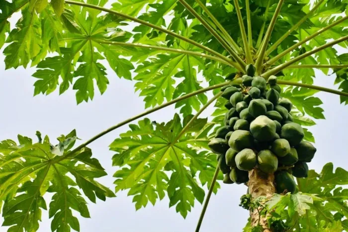 Espírito Santo é o maior produtor e exportador de mamão do Brasil