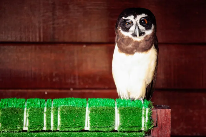 Crédito: Bruno Cecim / Ag.Pará