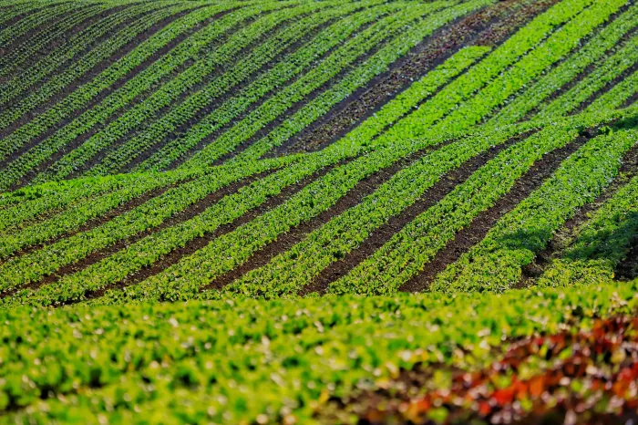 Com foco na produção orgânica, Estado lança aplicativo para auxiliar agricultores